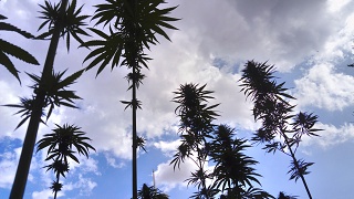 DSC 0352